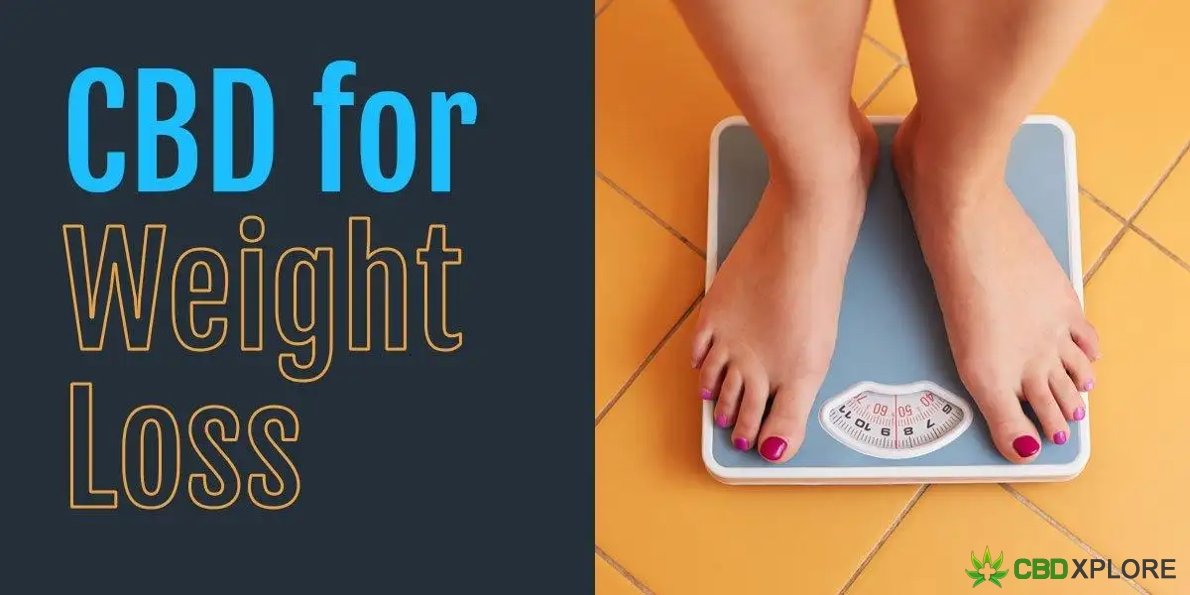 Can CBD Help You Lose Weight
