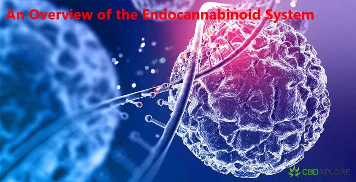 An Overview of the Endocannabinoid System