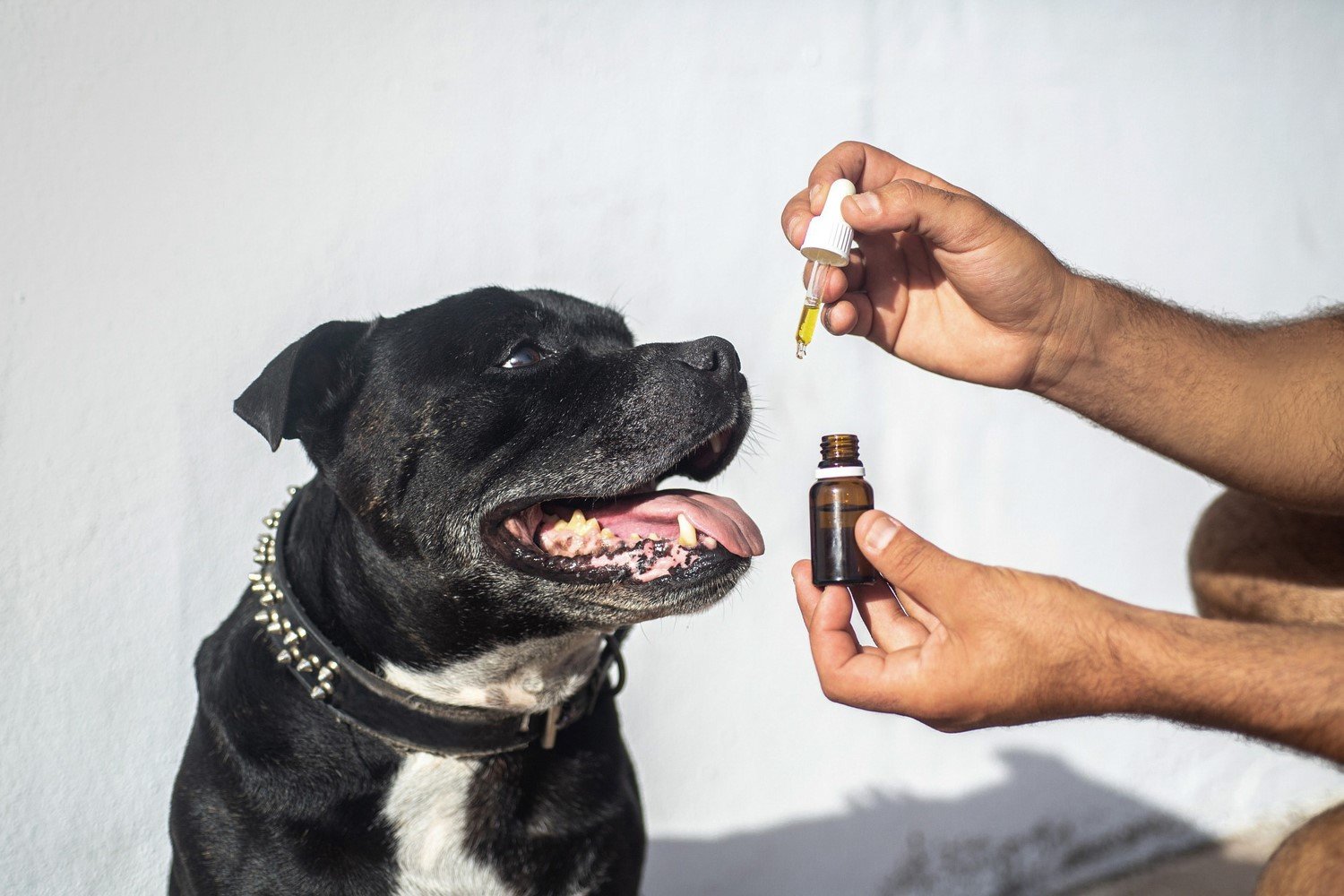 CBD and Pet Behavior: Calming Anxiety and Promoting Relaxation