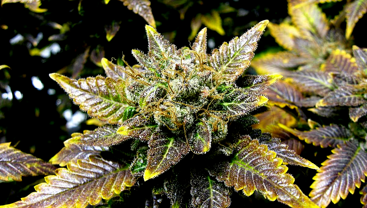 Nutrient Deficiency in Cannabis Plant