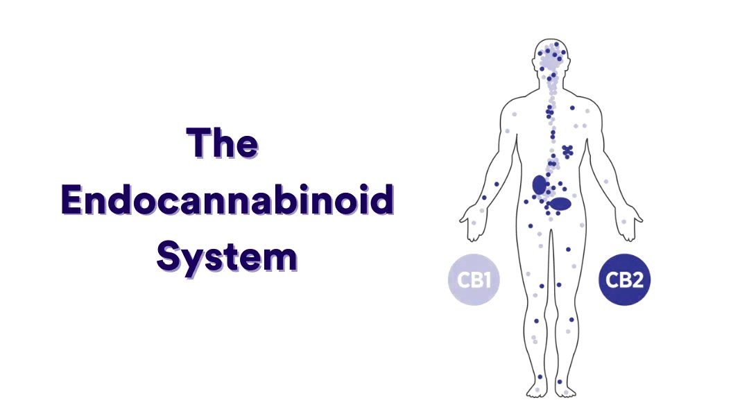 CBD – The Part 1 of Endocannabinoid System Series