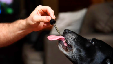 CBD for Pets: Benefits for Dogs and Cats