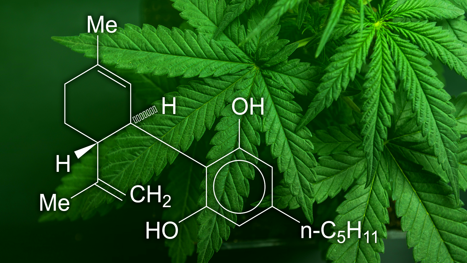 Top 10 Benefits of CBD According to Science